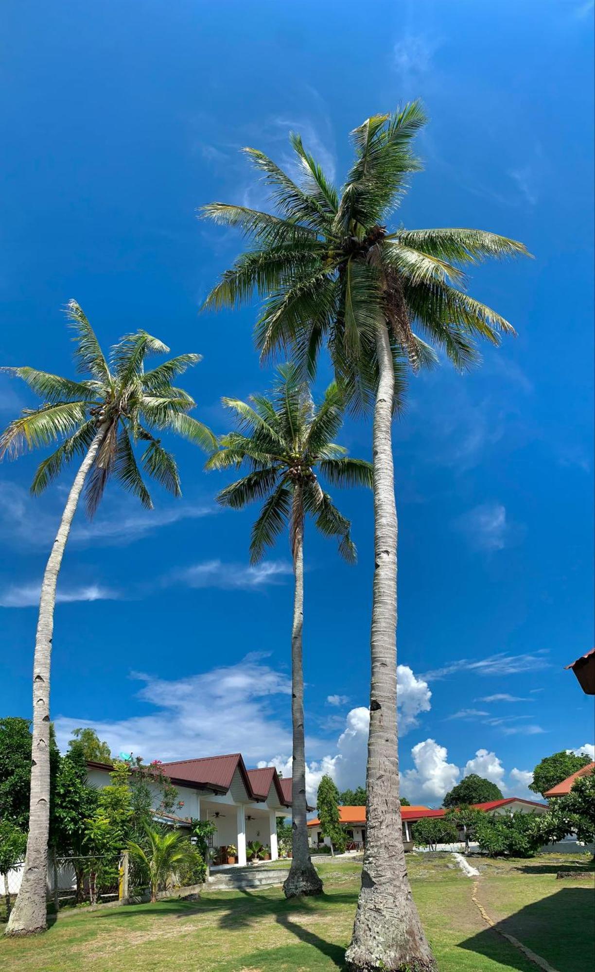 Tauig Beach Resort Moalboal Exterior foto
